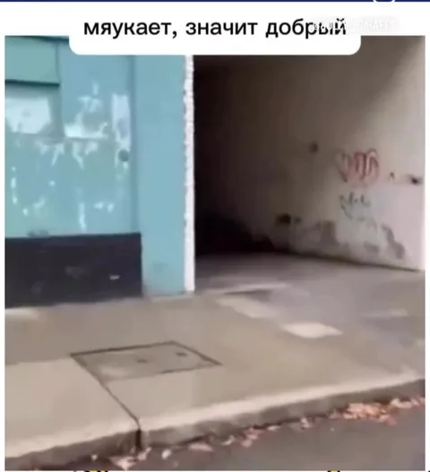 Мяукает, значит добрый
