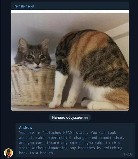 Detached HEAD State Cat