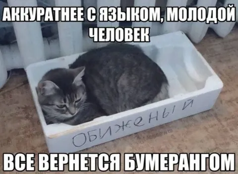 Кот возвращает обиженный бумеранг