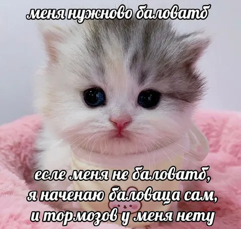Меня нужно баловать