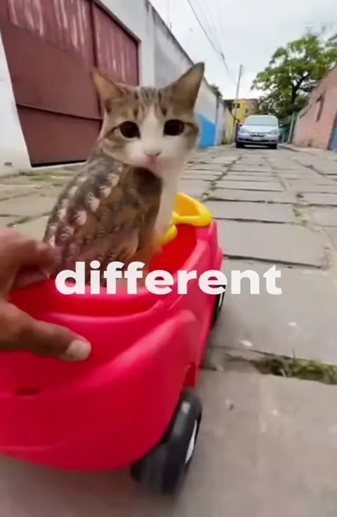 I Am Different Cat