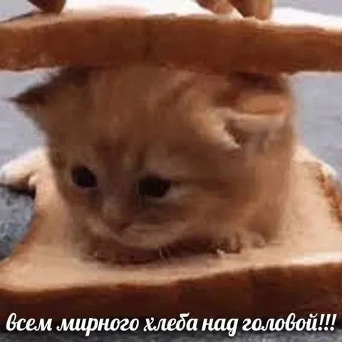 Всем мирного хлеба над головой
