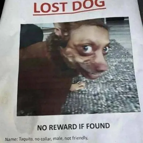 Lost Dog No Reward