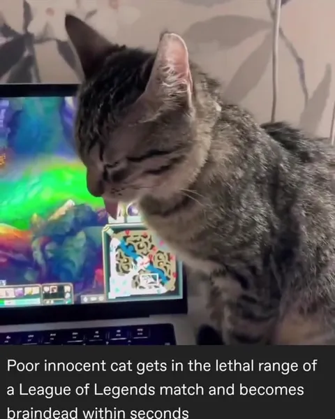 Cat Gets Hit by League of Legends