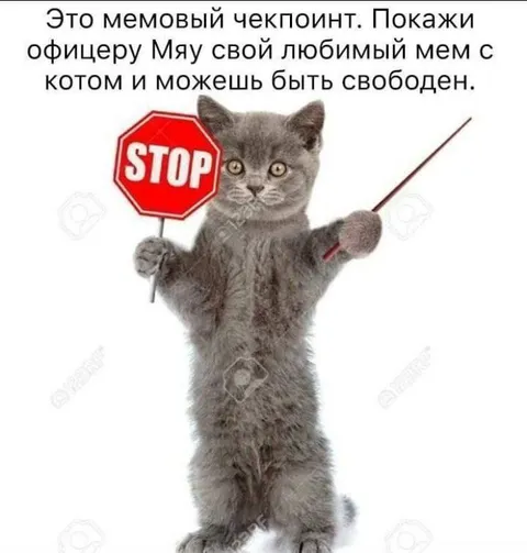 Мемовый чекпоинт с котёнком