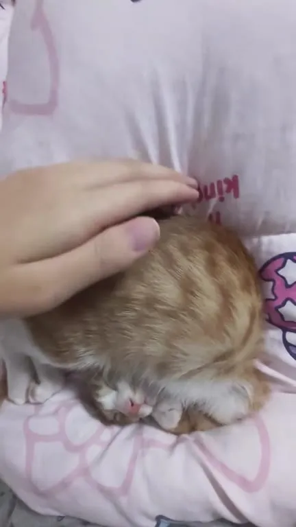 Котик сладко спит