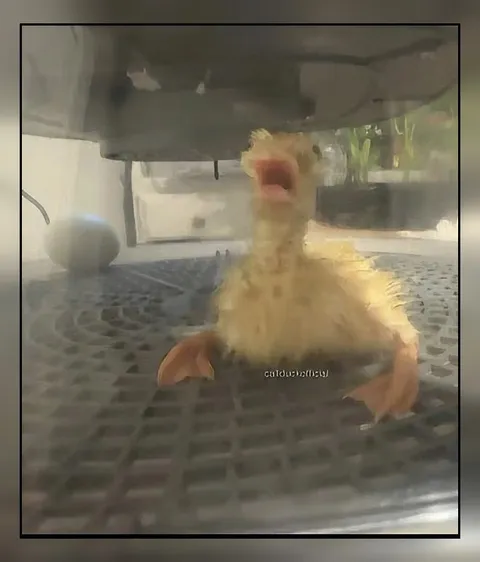 Кричащий утёнок