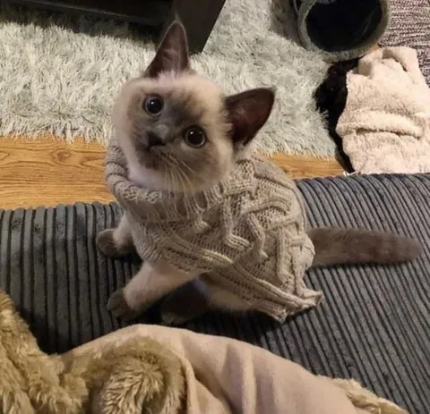 Котёнок в вязаном свитере