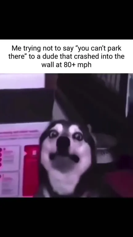 Husky Tries Not to Say It