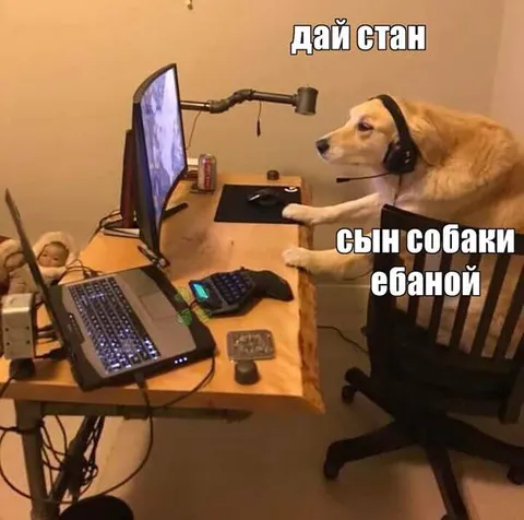 Сын собаки за компьютером