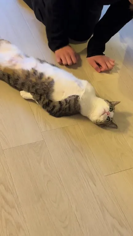 Кот растёкся по полу