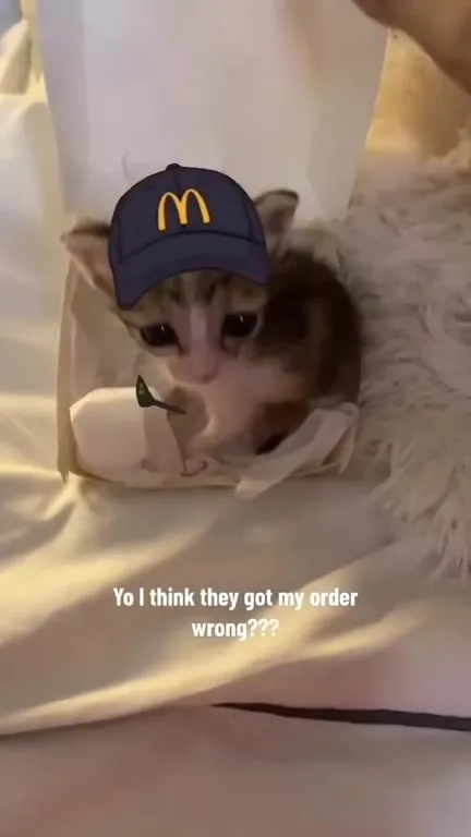 Cat Gets the Wrong McDonald's Order