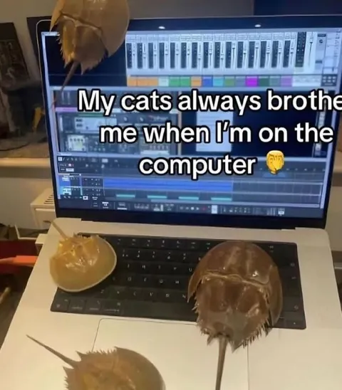 Cats Bother Me While Computing