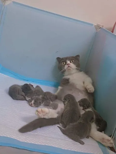 Кошка среди котят