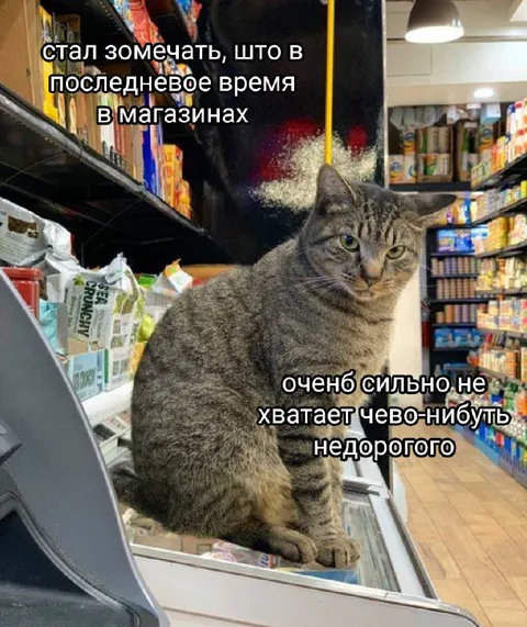 Кот ищет что-нибудь недорогое