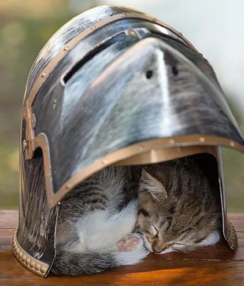Котята под шлемом