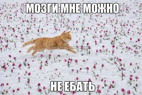 Мозги можно не есть