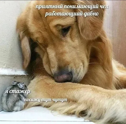 Понимающий коллега и стажёр