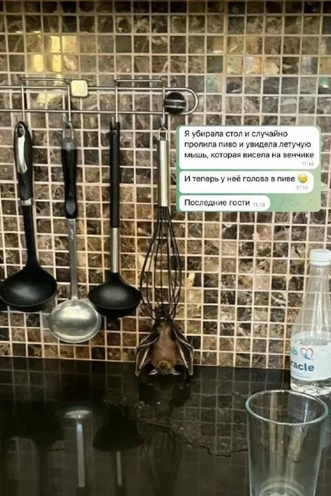 Летучая мышь в пиве