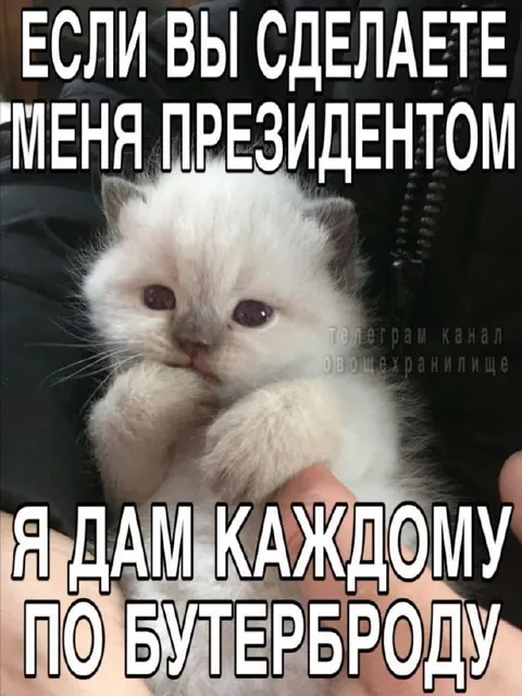 Котёнок просит президентство
