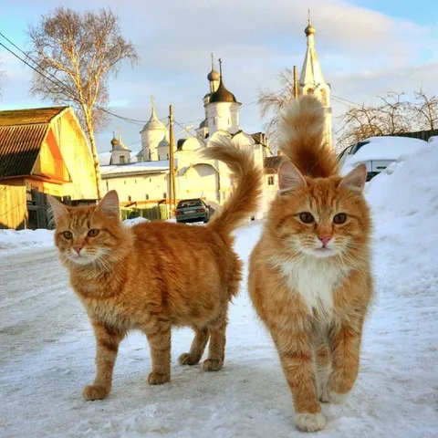Рыжие коты на снегу
