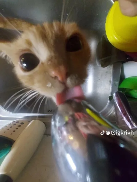 Кот лижет ложку