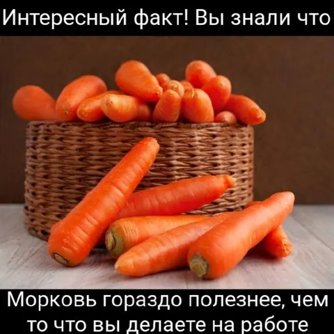 Морковь полезнее работы