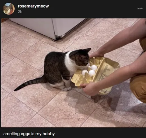 Cat Smelling Eggs