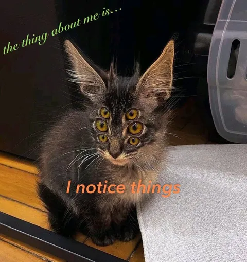 Four-Eyed Cat Notices Everything