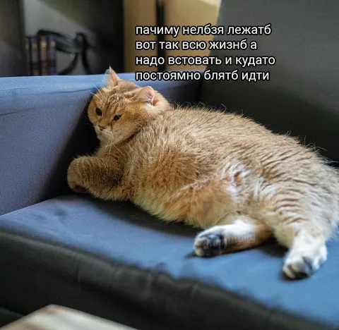 Кот не хочет вставать