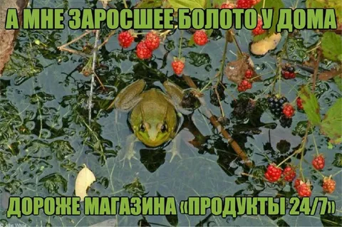 Заросшее болото у дома