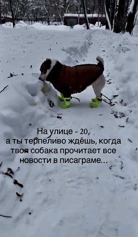 Собака читает новости в писаграме