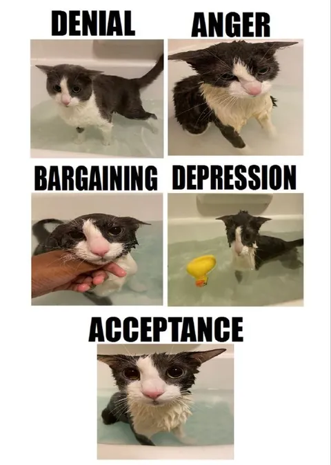 Wet Cat Five Stages of Grief
