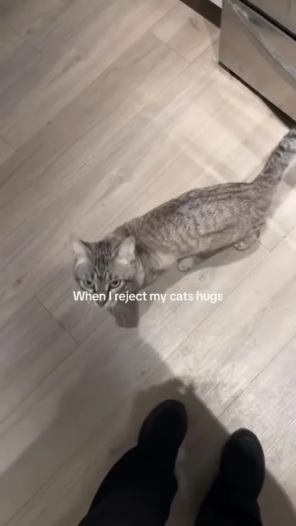 When I Reject My Cat's Hugs