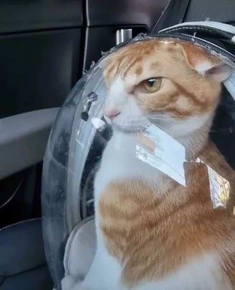 Кот в космической переноске