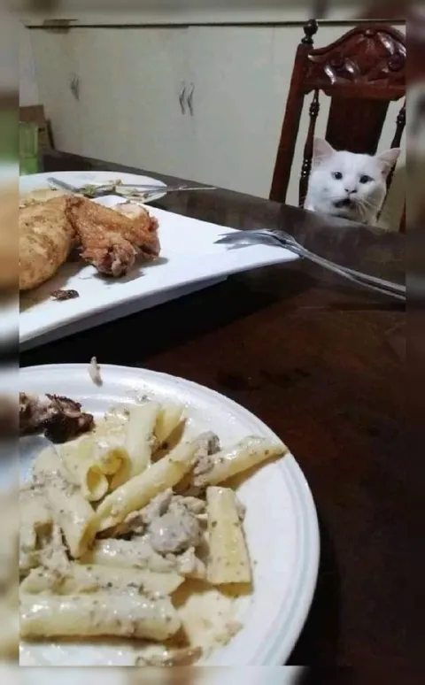 Кот ждёт ужин