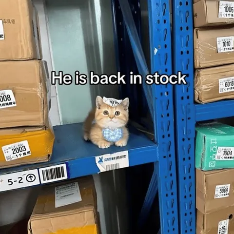 Cat Back in Stock