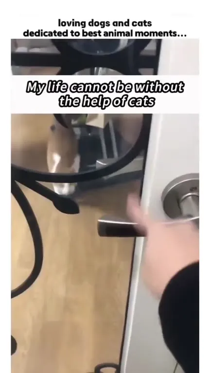 Cats Helping With Household Chores
