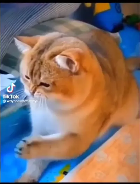Кот не выдержал щекотки