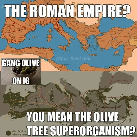 The Roman Empire Olive Tree