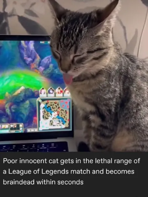 Cat Enters League of Legends Range