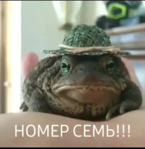 Топ смешных лягушек