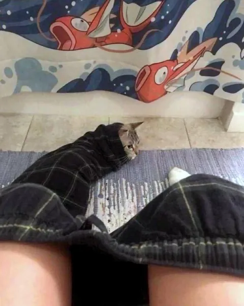 Кот под одеялом