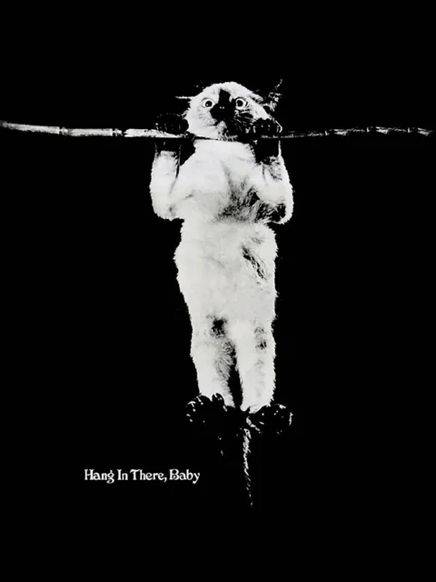 Hang In There Cat Poster
