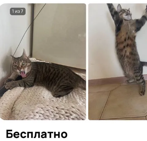 Бесплатный кот в семи фото
