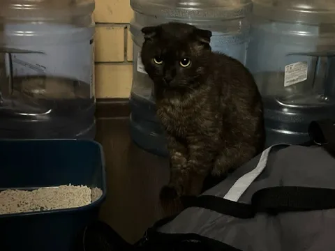 Кот среди бутылок воды