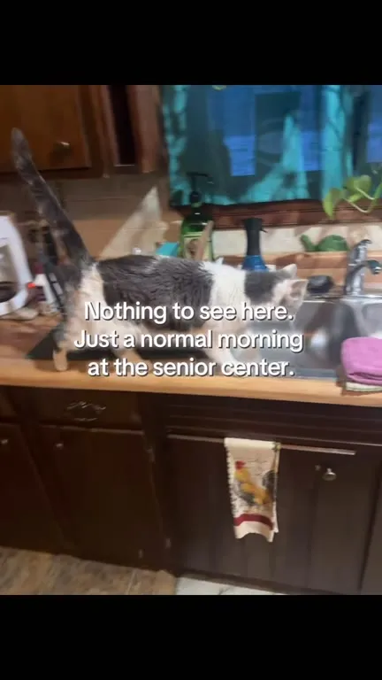 Cat Runs a Senior Center Sink