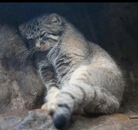 Уставший кот в пещере