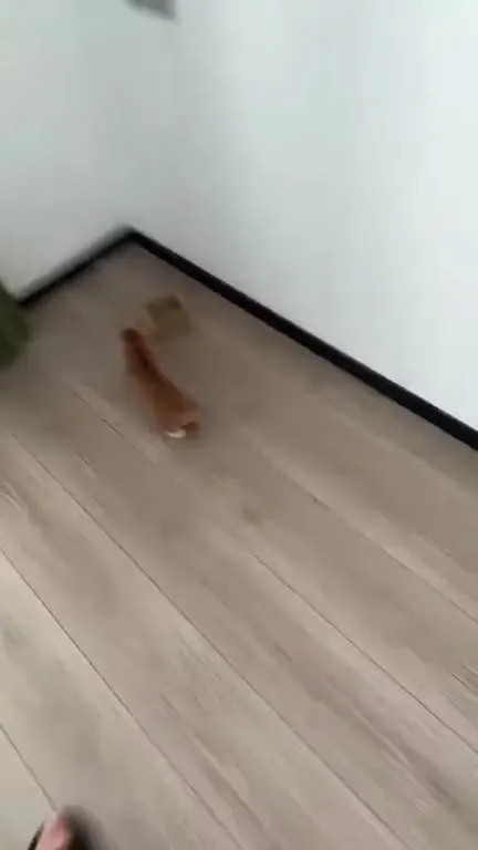Кот не хочет в коробку