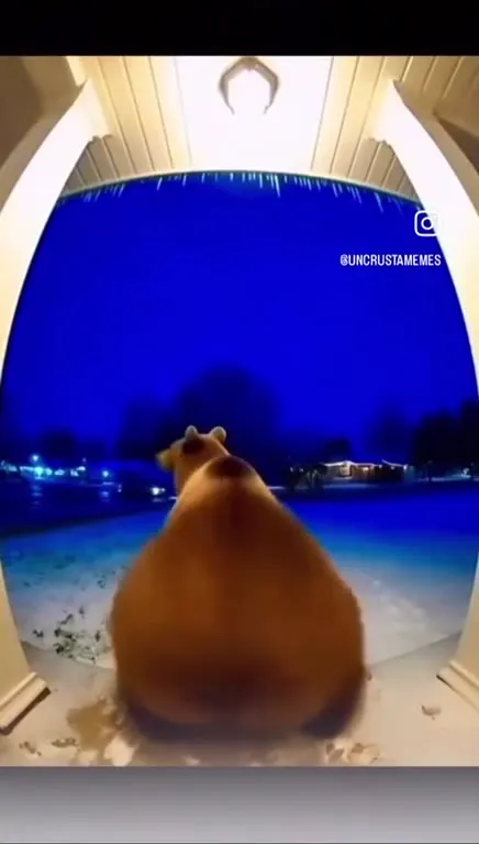 Кот выходит в снежную ночь